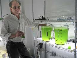 Năng lượng máy phát điện chuyển hoá từ tảo biển